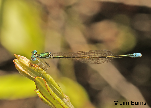 Sedge Sprite male, Oneida Co., WI, June 2014