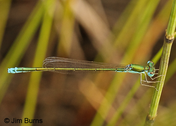 Sedge Sprite male, Washington Co., VT, July 2014 
