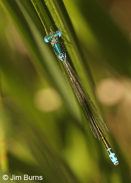 Sedge Sprite male dorsal view, Deschutes Co., OR, July 2013