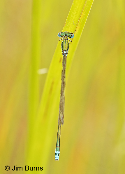 Sedge Sprite male dorsal view, Washington Co., VT, July 2014