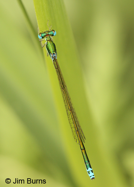 Sedge Sprite male dorsal view, St. Louis Co., MN, July 2012