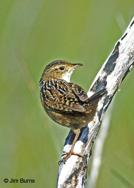 Sedge Wren dorsal view