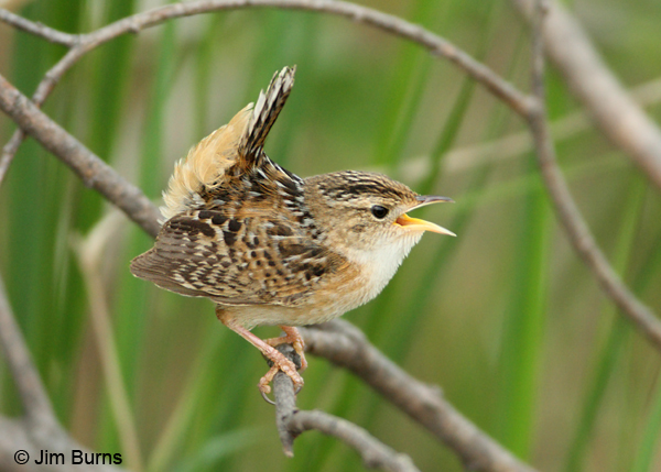 Sedge Wren singing on branch