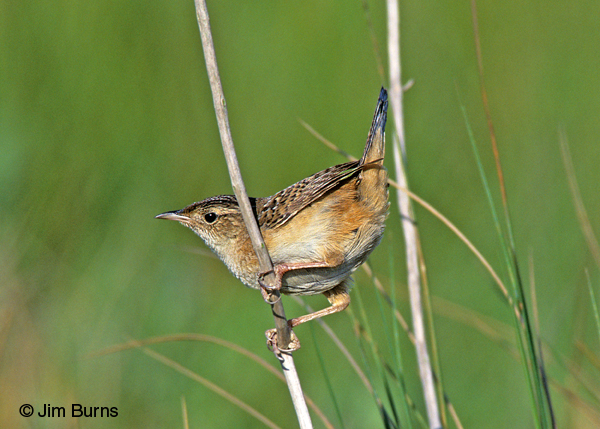 Sedge Wren