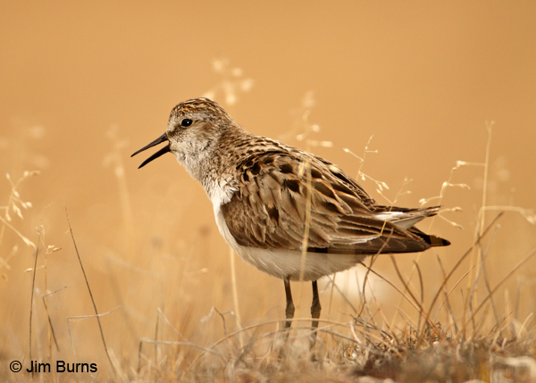 Semipalmated Sandpiper alternate plumage calling on tundra