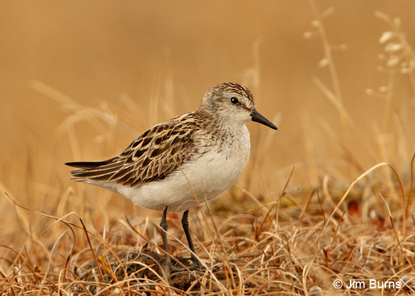 Semipalmated Sandpiper alternate plumage