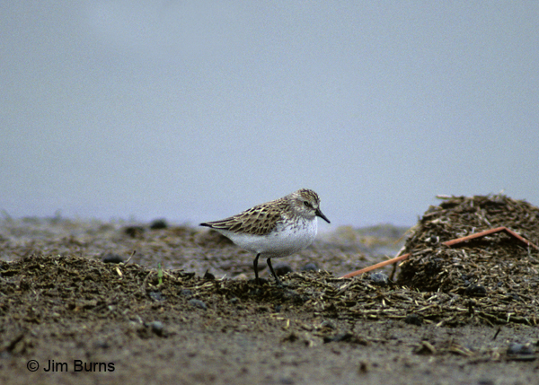 Semipalmated Sandpiper basic plumage