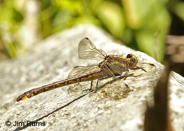 Septima's Clubtail female, Alamance Co., NC, May 2017