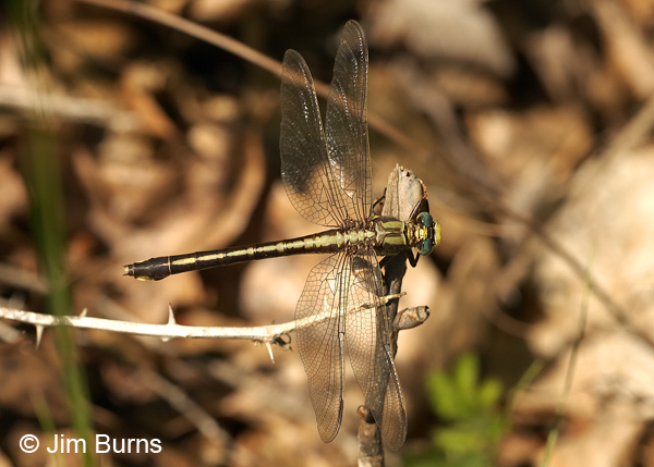 Septima's Clubtail female dorsal view, Montgomery Co., NC, May 2017