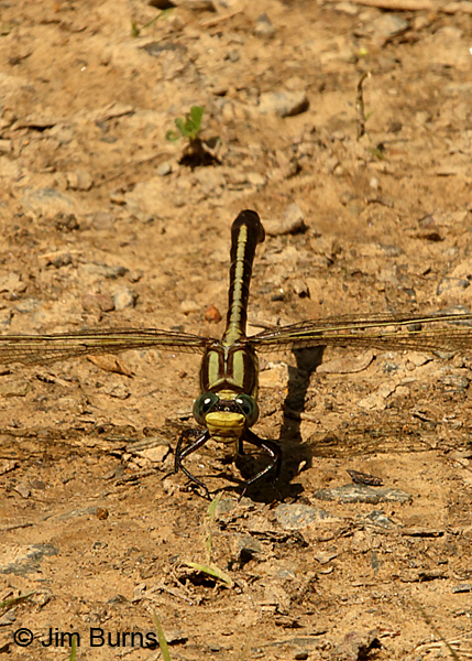 Septima's Clubtail female face shot, Montgomery Co., NC, May 2017