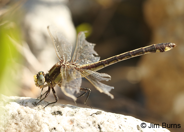 Septima's Clubtail female with tattered wings, Alamance Co., NC, May 2017