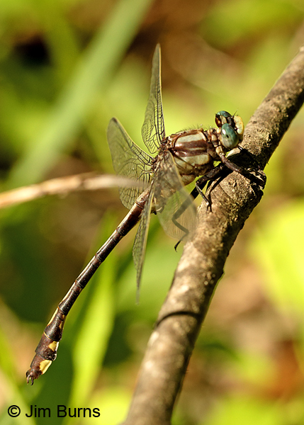 Septima's Clubtail male, Montgomery Co., NC, May 2017