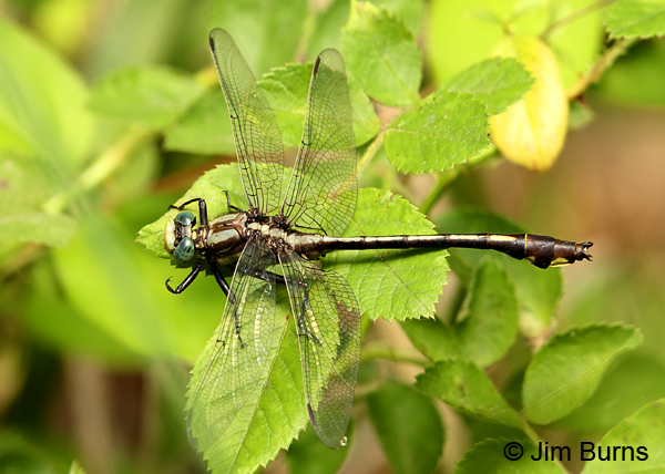 Septima's Clubtail male dorsal view, Alamance Co., NC, May 2017