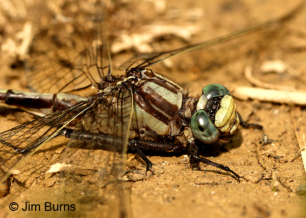Septima's Clubtail male face and thorax, Montgomery Co., NC, May 2017
