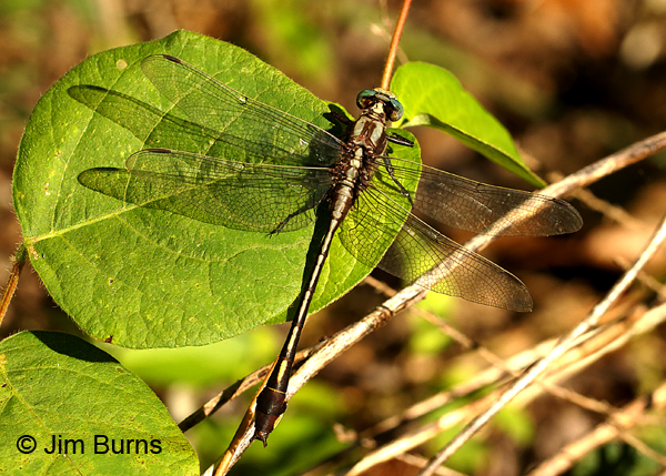 Septima's Clubtail male wing shadow, Alamance Co., NC, May 2017