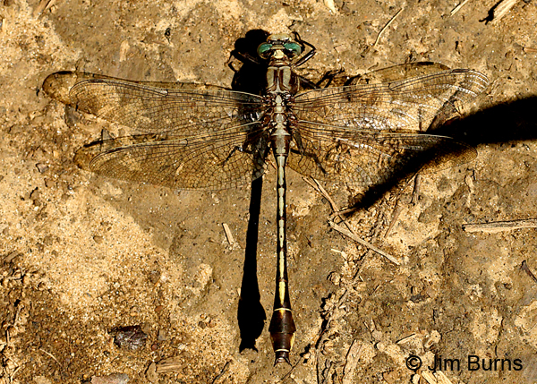 Septima's Clubtail teneral male, Montgomery Co., NC, May 2017