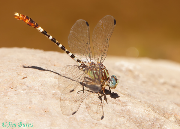 Serpent Ringtail male obelisking, Maricopa Co., AZ, September 2022--2136