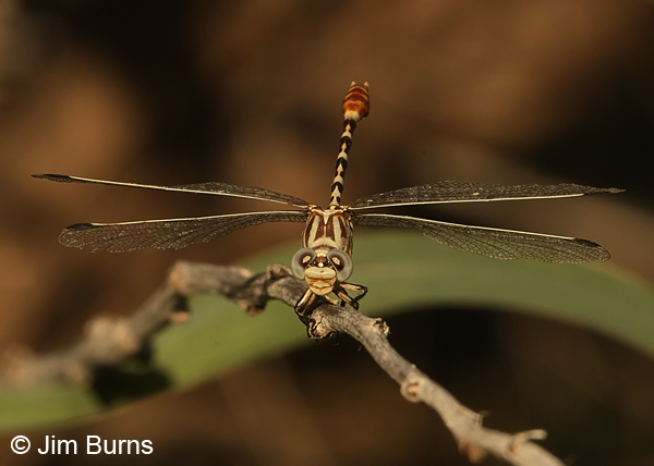 Serpent Ringtail male face shot, Cochise Co., AZ, July 2013