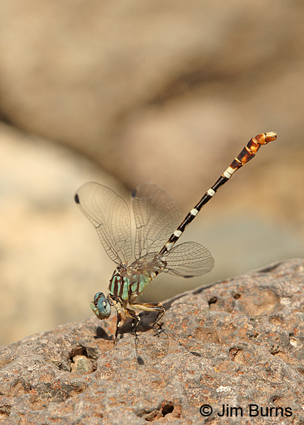 Serpent Ringtail male obelisking, Maricopa Co., AZ, September 2014