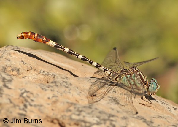 Serpent Ringtail male on rock, Gila Co., AZ, October 2012