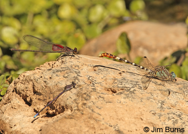 Serpent Ringtail male with American Rubyspot and Variable Dancer, Gila Co., AZ, October 2012