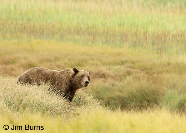 Shades of Sedge 9017