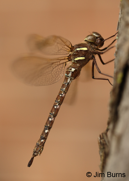 Shadow Darner heteromorph female, Washington Co., MN, September 2016