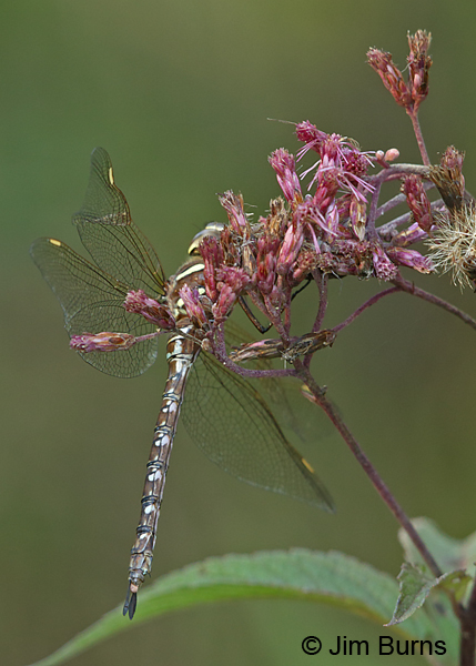 Shadow Darner heteromorph female with malformed wing on Spotted Joe Pye Weed, Washington Co., MN, September 2016