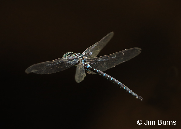 Shadow Darner male dorsal flight view, Deschutes Co., OR, August 2015
