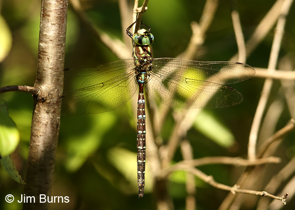 Shadow Darner male dorsal view, Washington Co., MN, September 2016