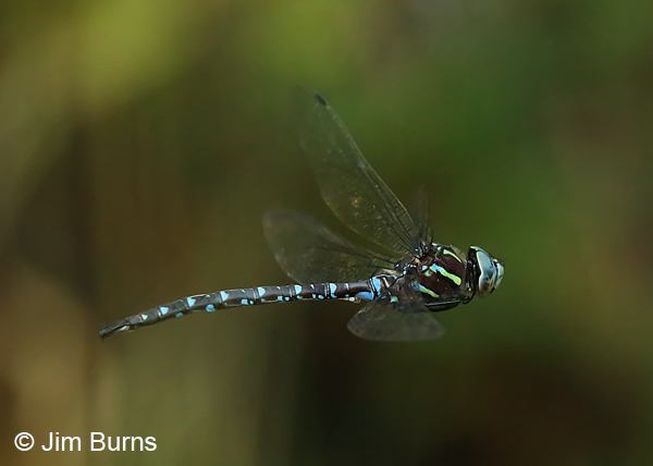 Shadow Darner male in flight, Wasco Co., OR, August 2015