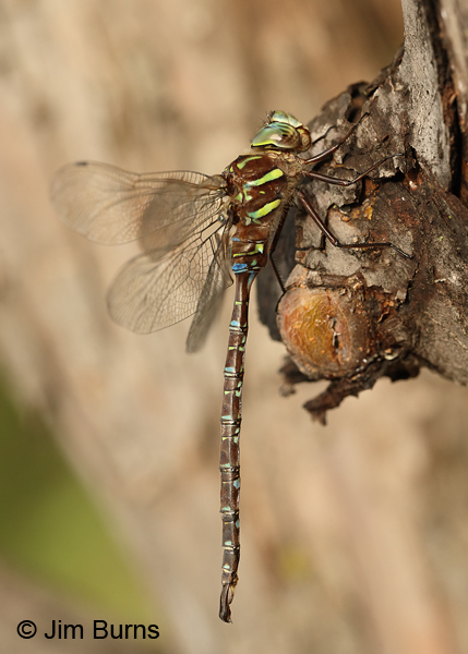Shadow Darner male on tree, Washington Co., MN, September 2016