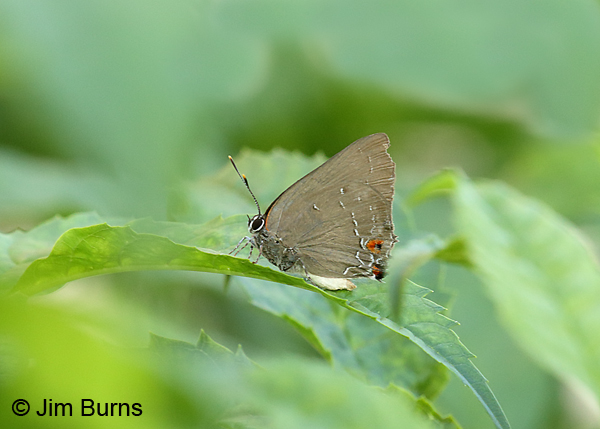Shadowed Hairstreak, Texas