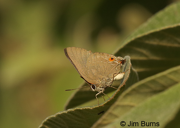 Shadowed Hairstreak #2, Texas