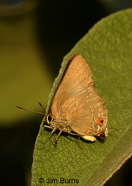Shadowed Hairstreak at sundown, Texas