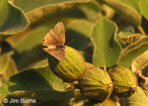 Shadowed Hairstreak upperwing, Texas