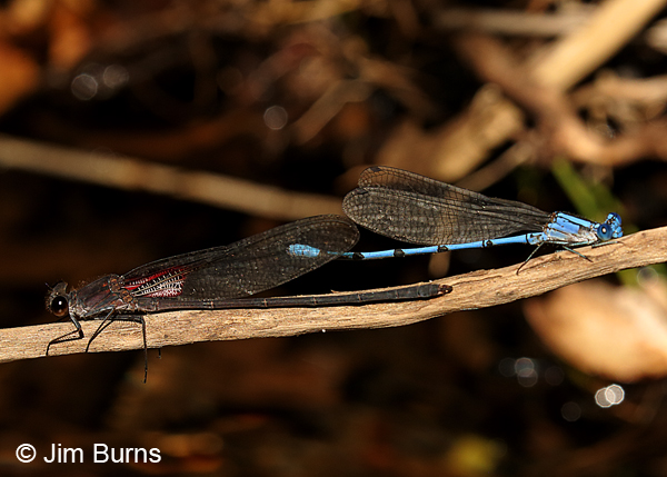 Sharing a Branch, Canyon Rubyspot (left), Sierra Madre Dancer (right), Santa Cruz Co., AZ, October 2016