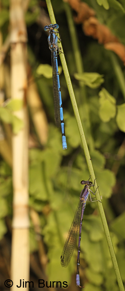 Sharing a Horsetail, Sierra Madre Dancer (top), Springwater Dancer (bottom), Santa Cruz Co., AZ, June 2013