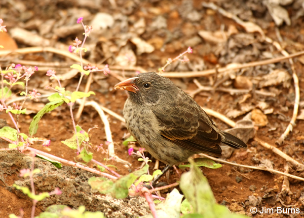 Sharp-beaked Ground-Finch 