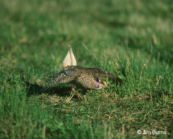 Sharp-tailed Grouse male dancing