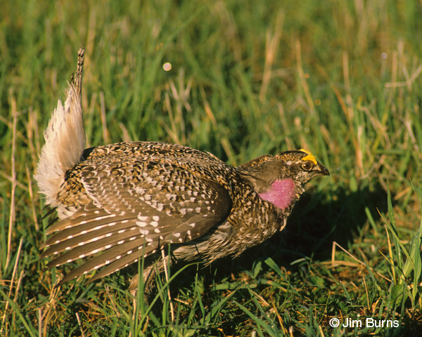 Sharp-tailed Grouse male