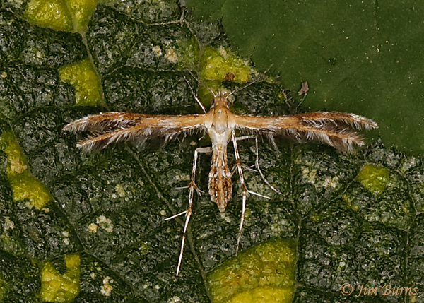 Sheppard's Plume Moth, Arizona--1448