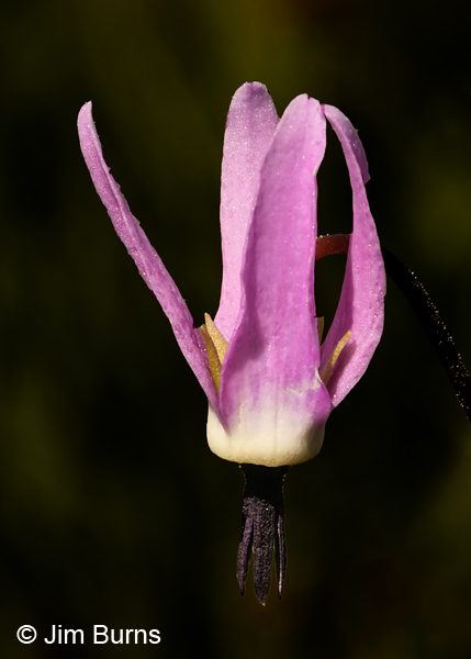 Shooting Star, Oregon