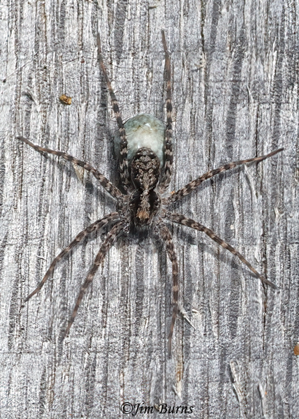 Shore Spider (Pardosa milvina) female with egg sac, Michigan--7180