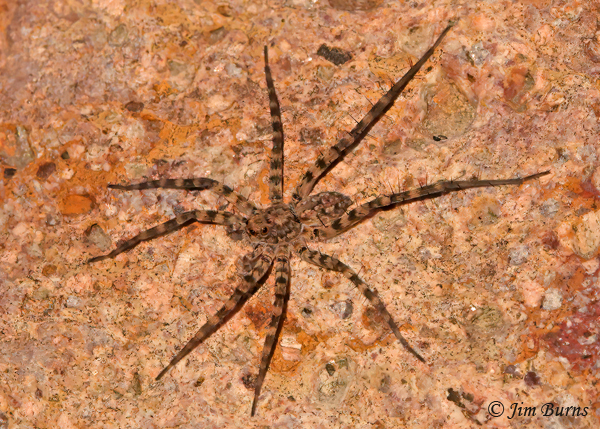 Shoreline Wolf Spider, Arizona--4538