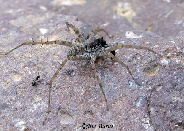 Shoreline Wolf Spider with ant, Arizona--1093