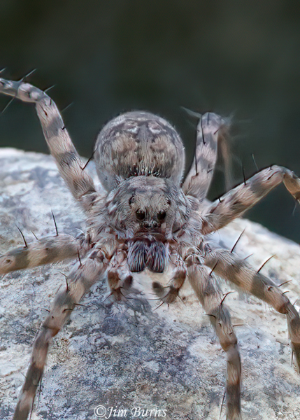 Shoreline Wolf Spider, Arizona--1124