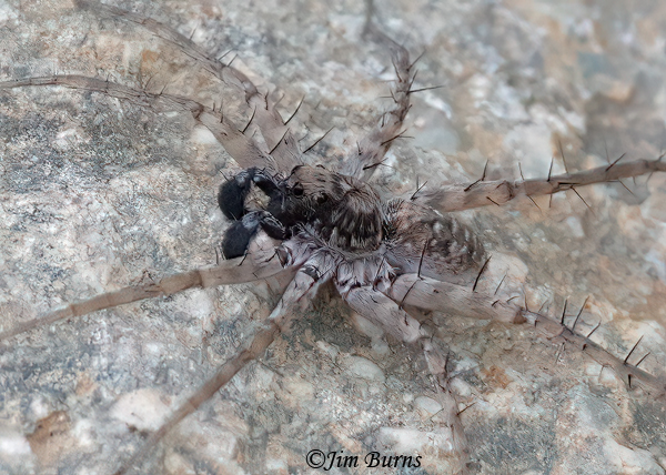 Shoreline Wolf Spider, Arizona--1482
