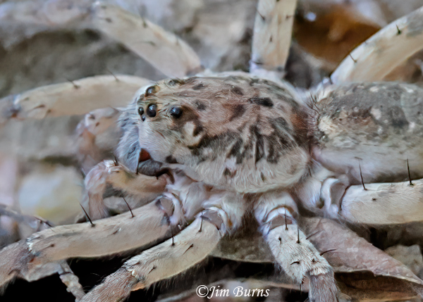 Shoreline Wolf Spider male dorsal close-up, Arizona--9273
