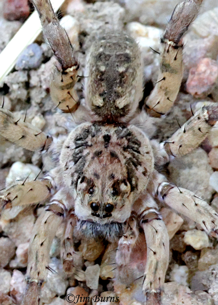 Shoreline Wolf Spider male, prosoma close-up, Arizone--9283